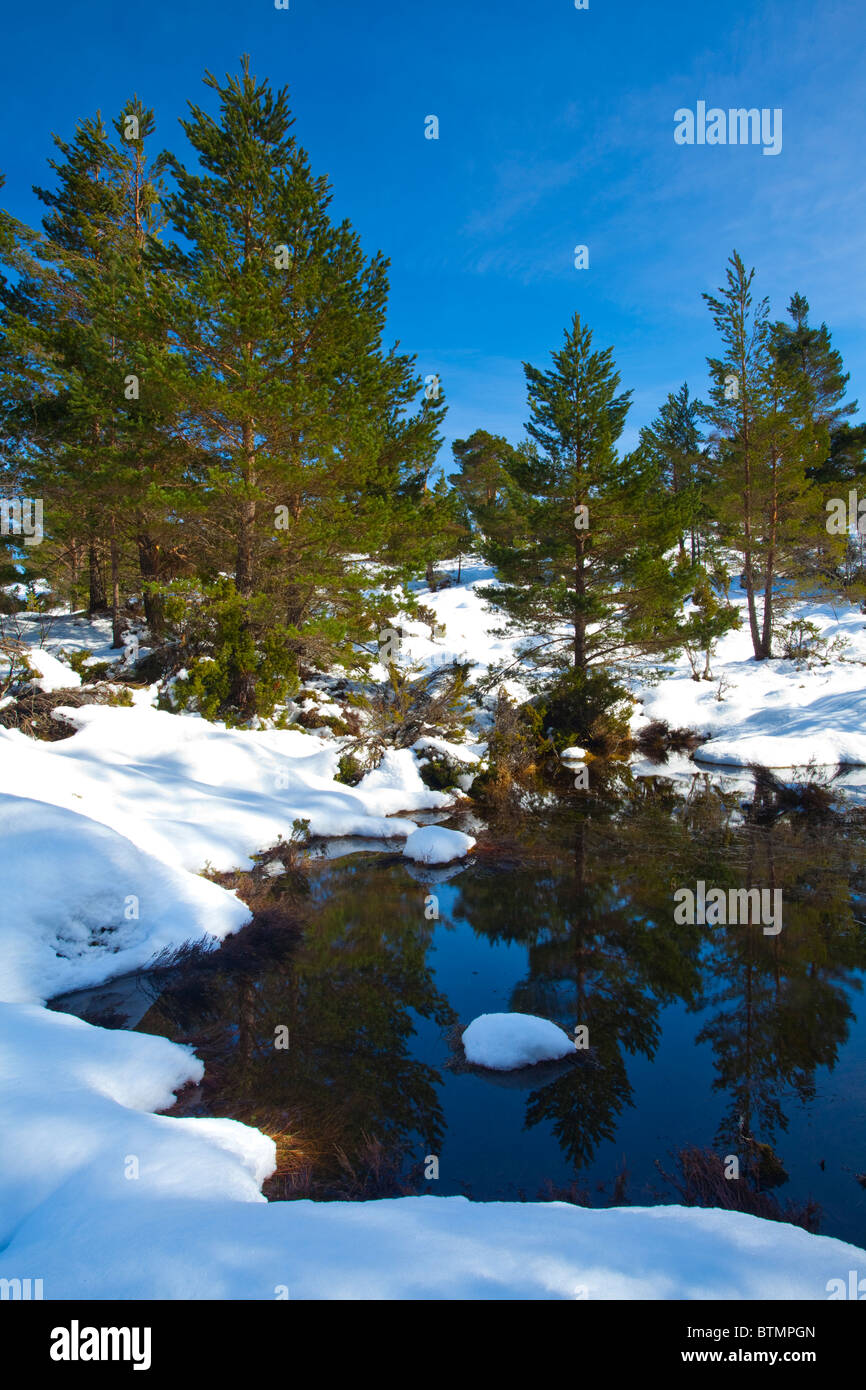 Scotland, Scottish Highlands, Cairngorms National Park. Scots Pines in the snow covered Rothiemurchus Estate near Aviemore. Stock Photo