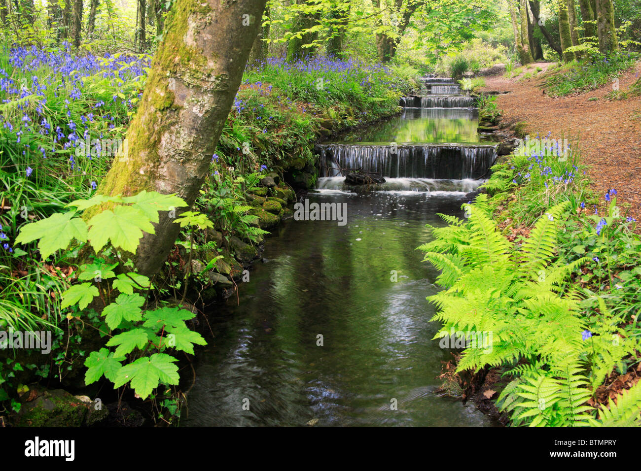 The stream behind the main lake in Cornwall's Tehidy County Park captured in the spring Stock Photo