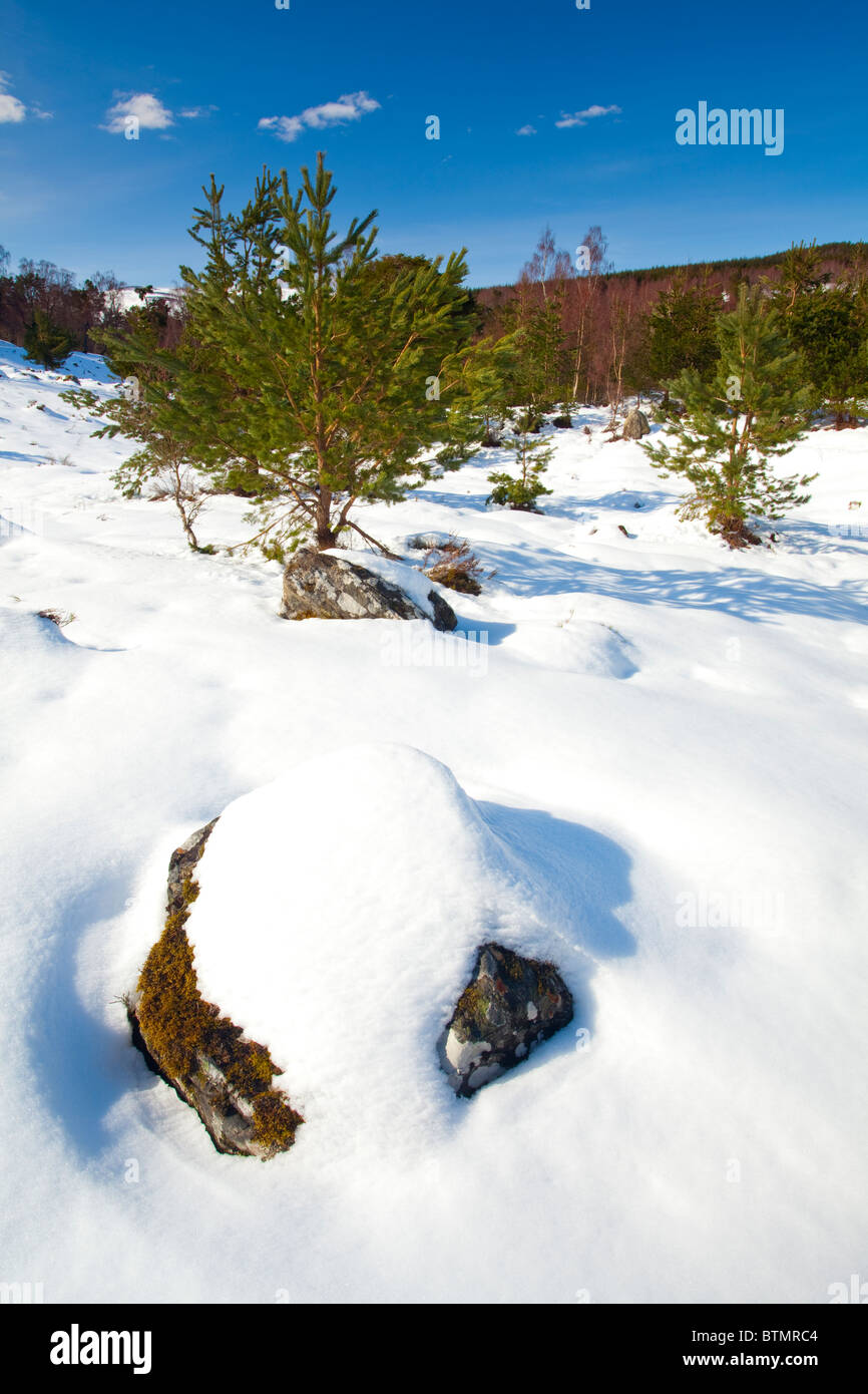 Scotland, Scottish Highlands, Cairngorms National Park. Scots Pines in the snow covered Rothiemurchus Estate near Aviemore. Stock Photo