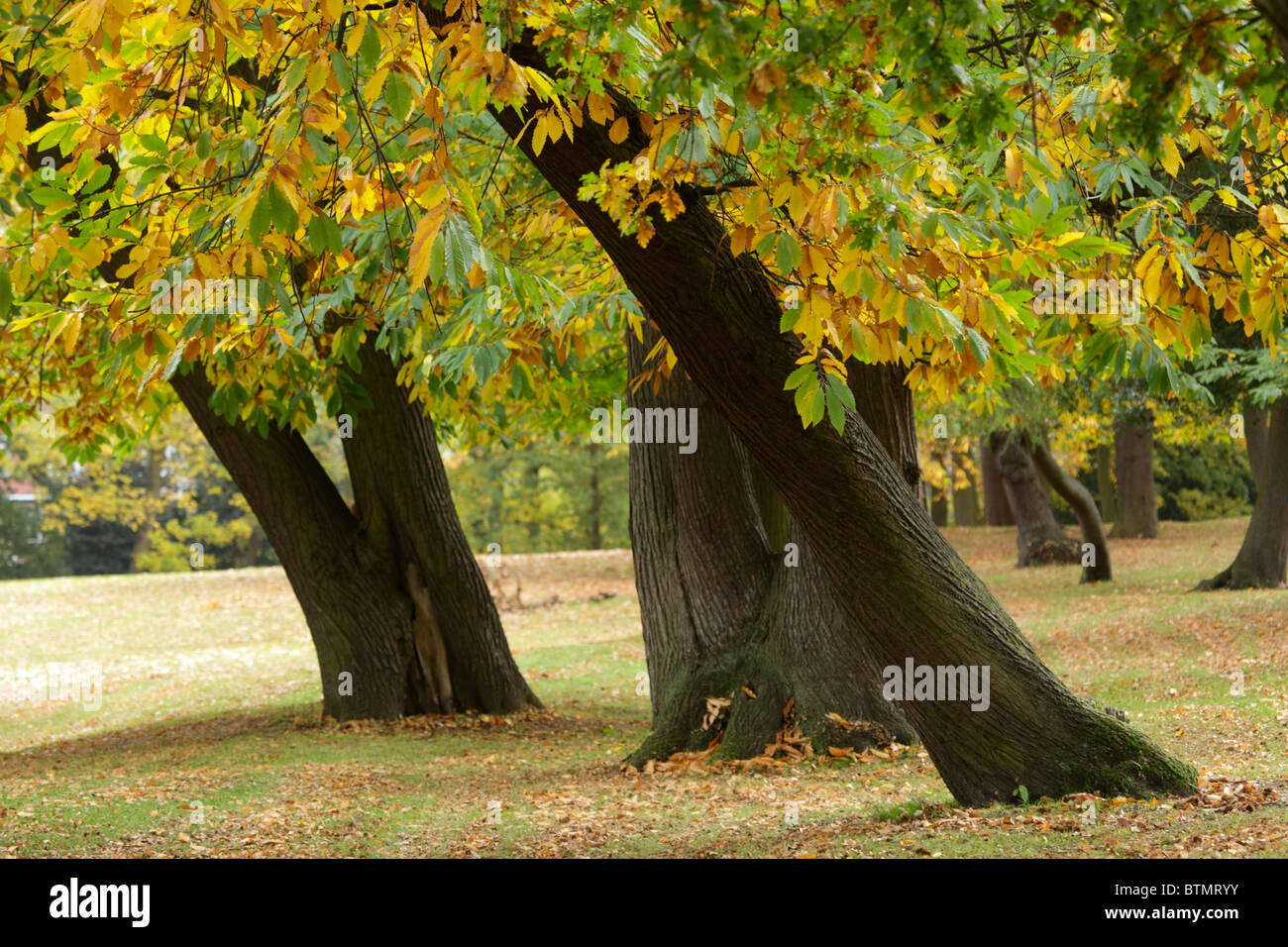 Trees with autumn foliage in suburban park Stock Photo