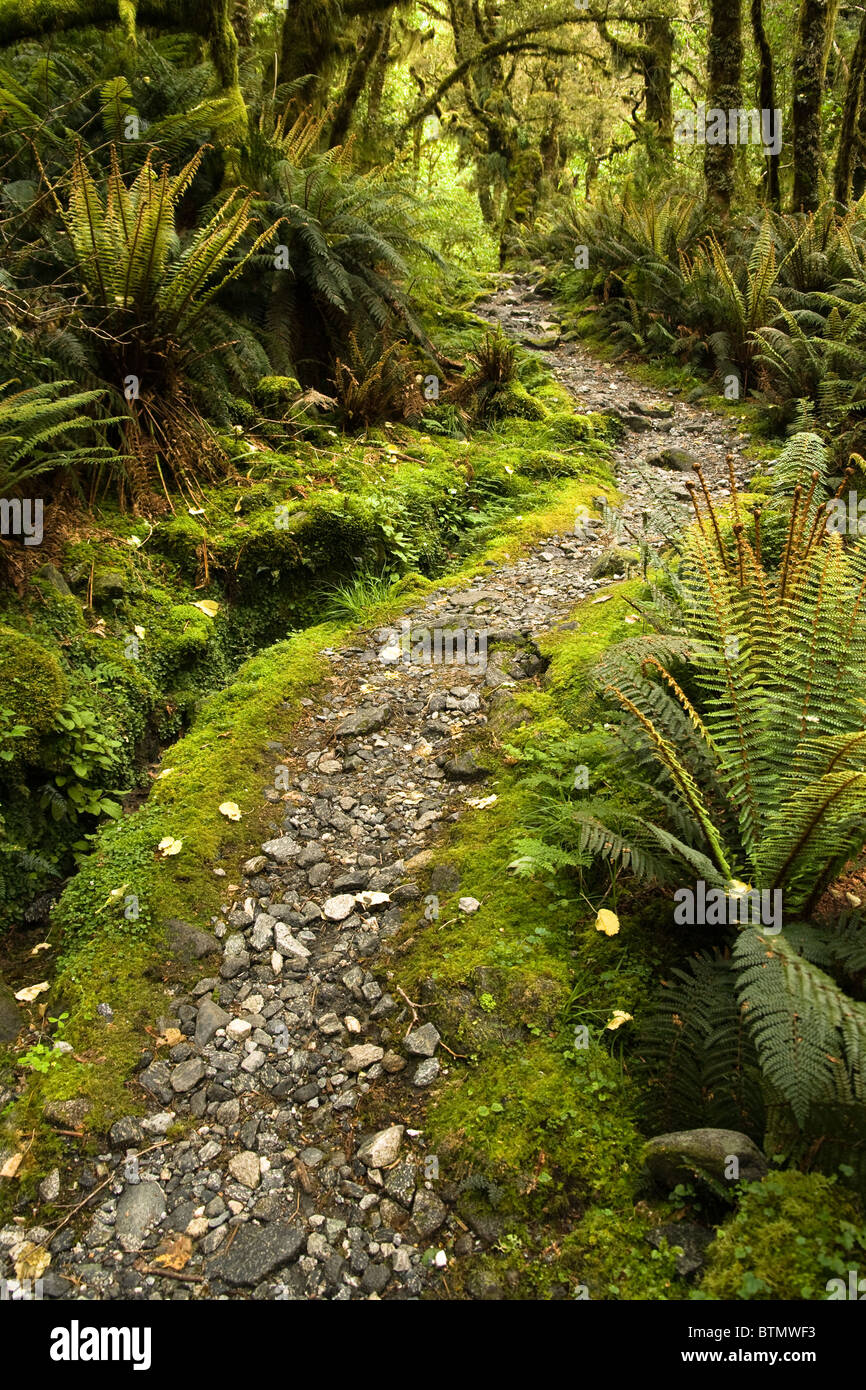 Stone path through dense ancient New Zealand Forest Stock Photo