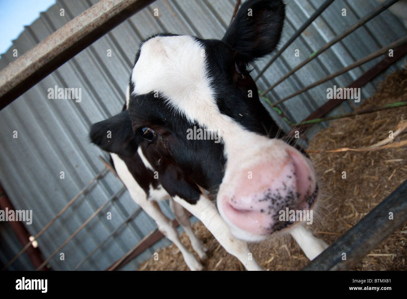 A black and white Holstein cow calf on a dairy farm in the Israeli ...