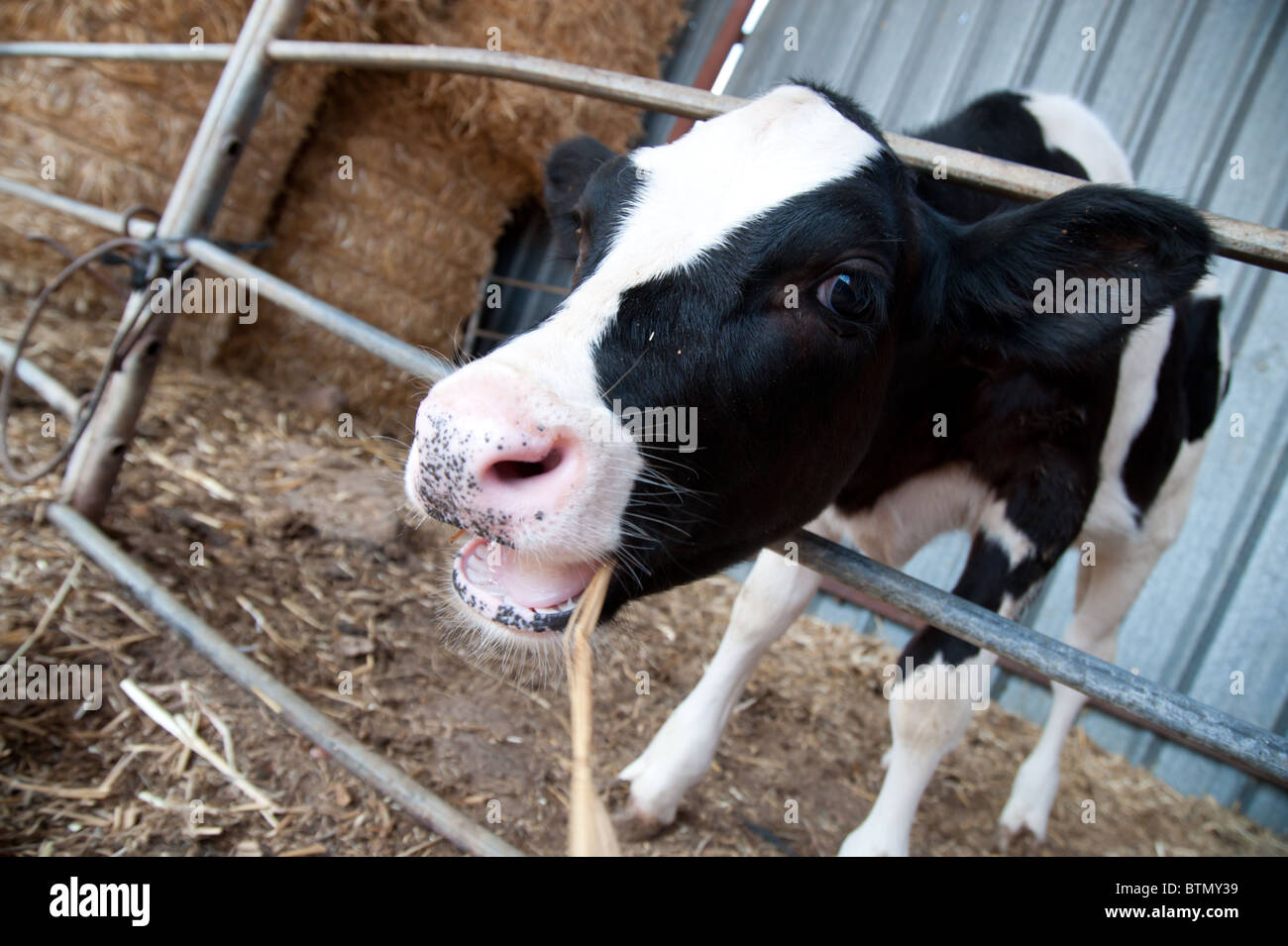 A black and white Holstein cow calf on a dairy farm in the Israeli ...