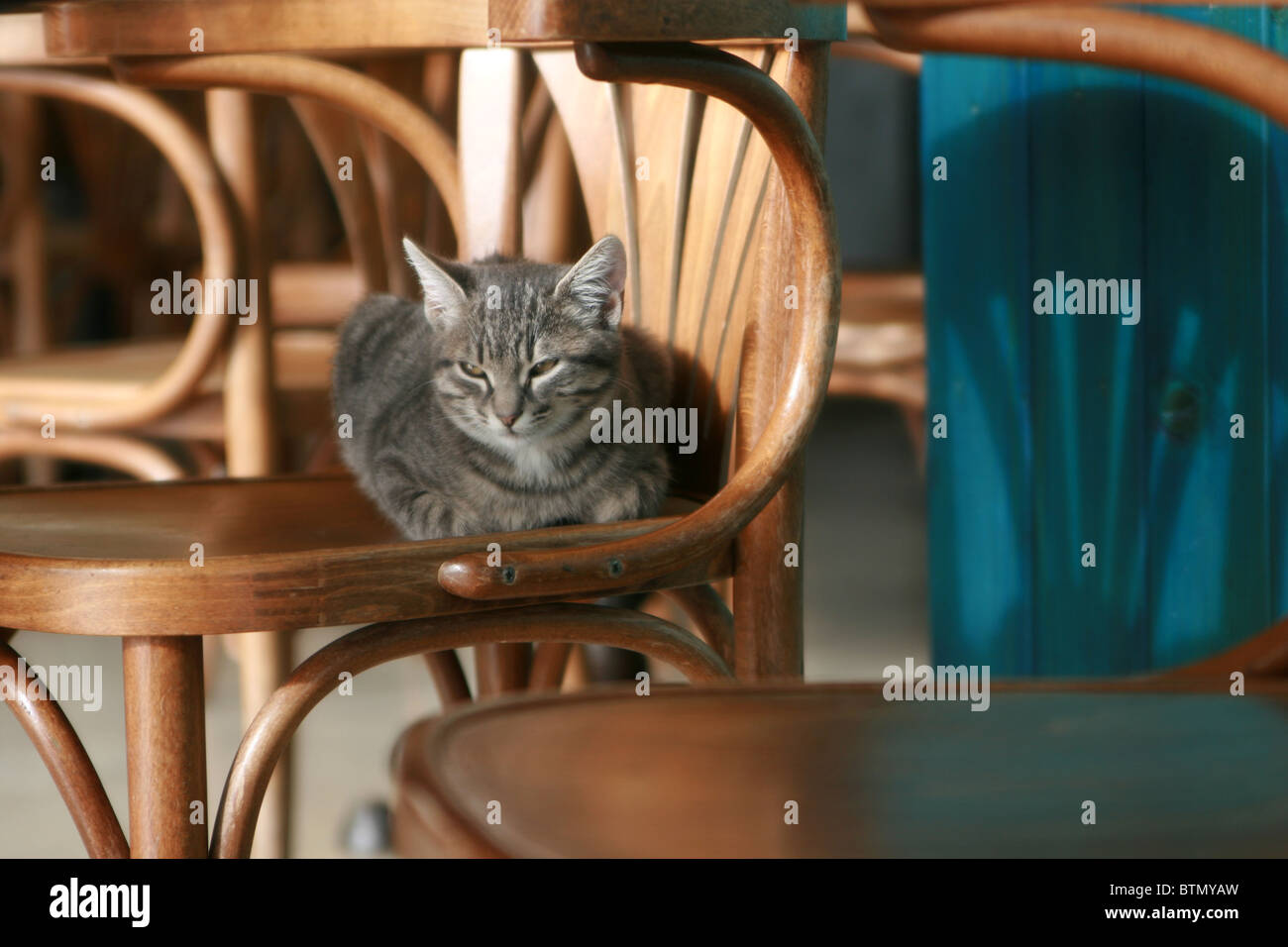 Cat relaxing on chair in the closed cafe. Madeira Island, Portugal Stock Photo