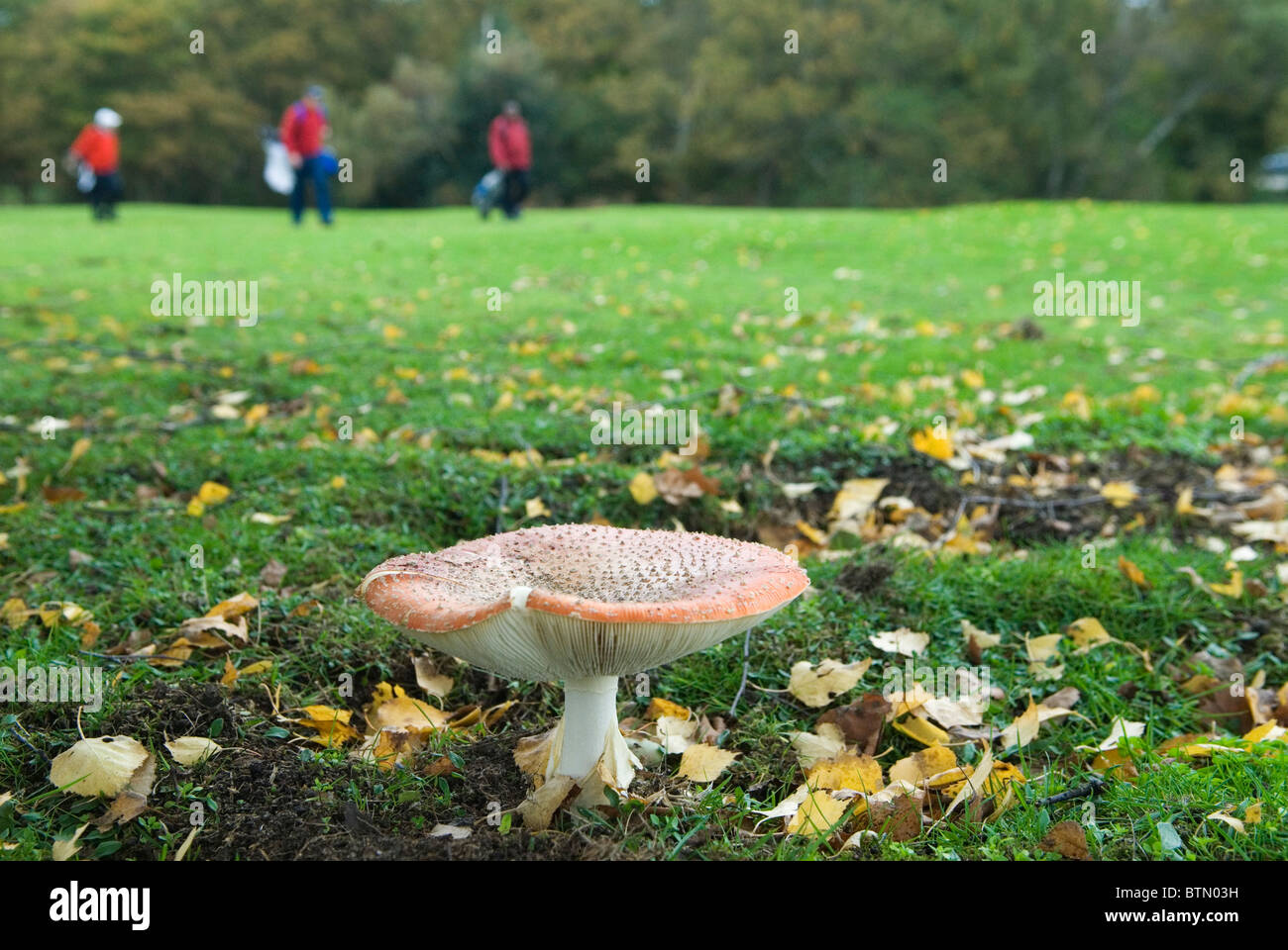Poisonous fungi  Amanita Muscaria common name 'Fly Agaric' mushroom. Wimbledon common Golf course London Stock Photo