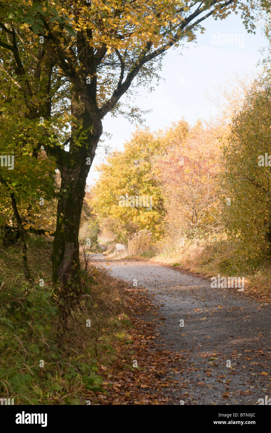 Trees in autumn Stock Photo - Alamy