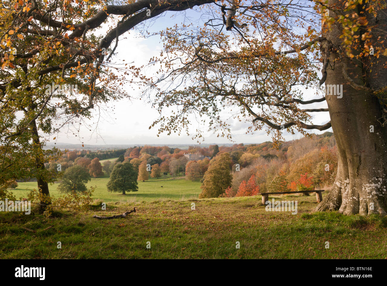 Trees in autumn Stock Photo - Alamy