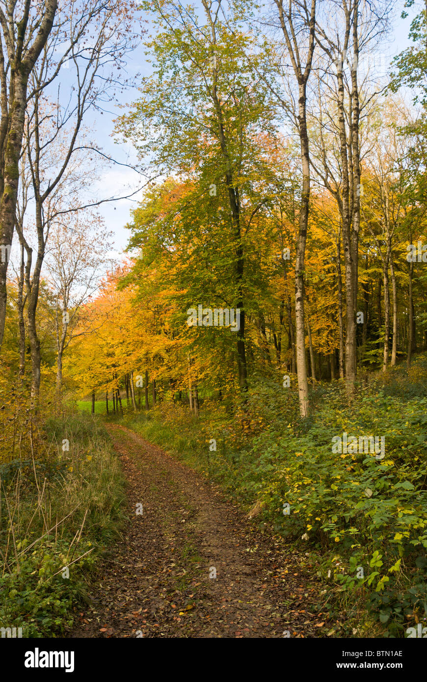 Trees in autumn Stock Photo - Alamy