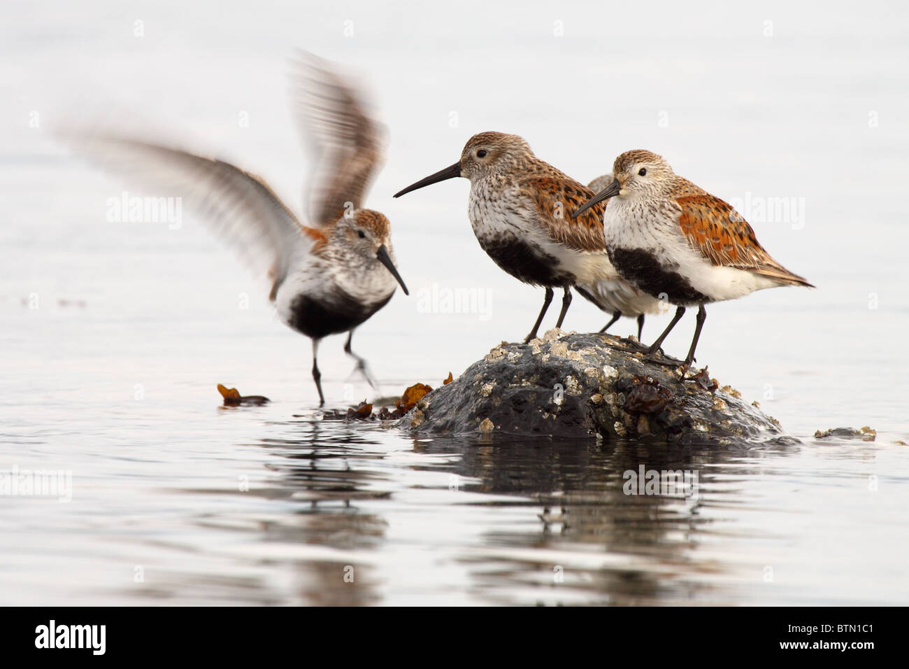 A Dunlin winging in to join the rest of its small flock. Stock Photo