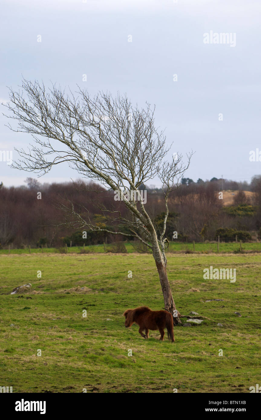 A lone Shetland Pony under a tree in a field in County Mayo, Ireland Stock Photo