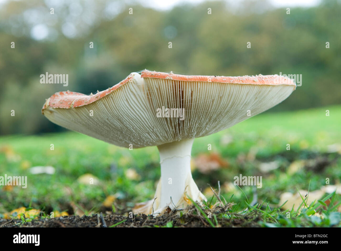 Amanita Muscaria   'Fly Agaric'  poisonous wild mushroom London UK Stock Photo
