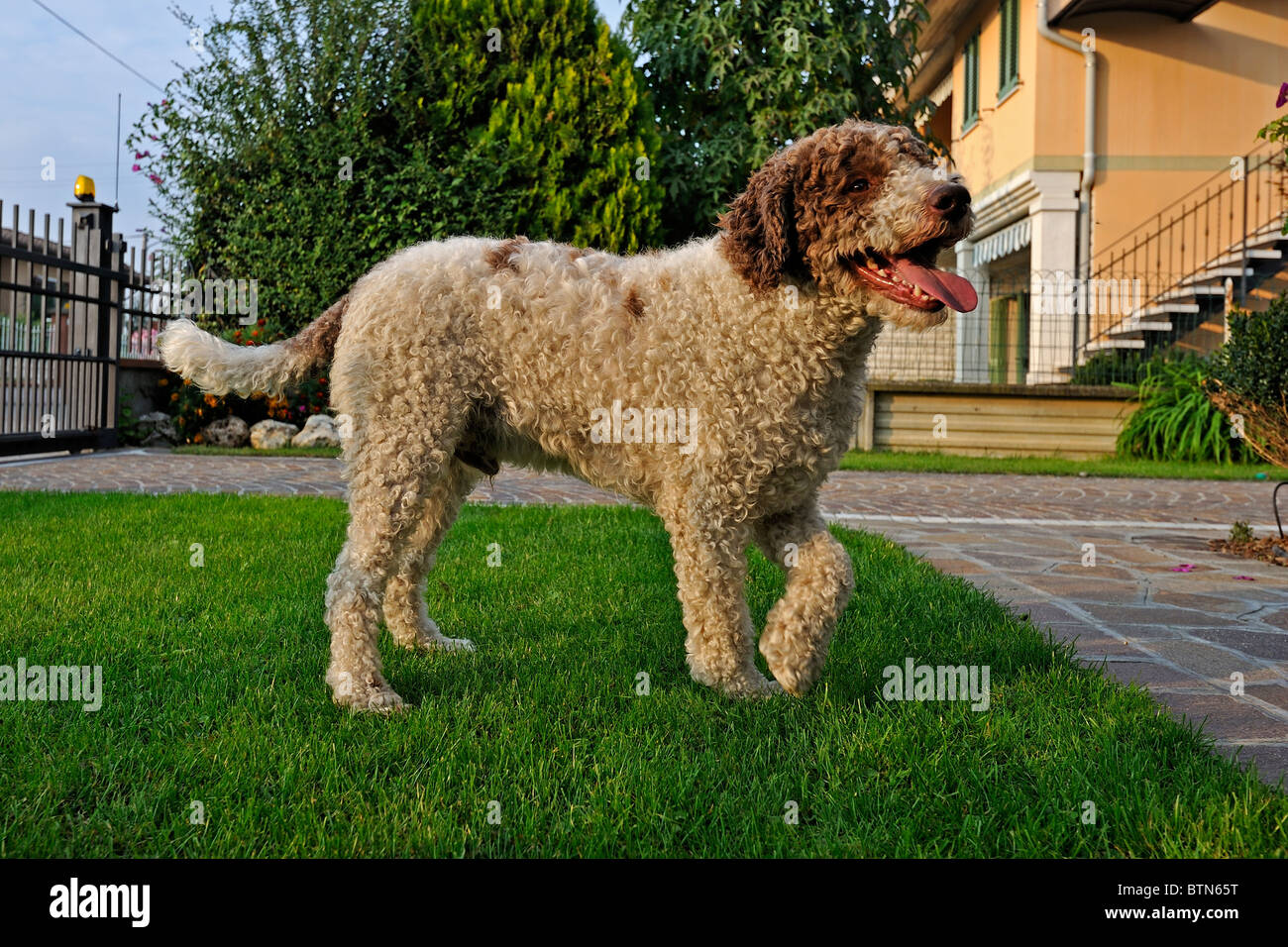 Truffle, Hound, Lagotto Romagnolo standing in front garden of house Stock Photo