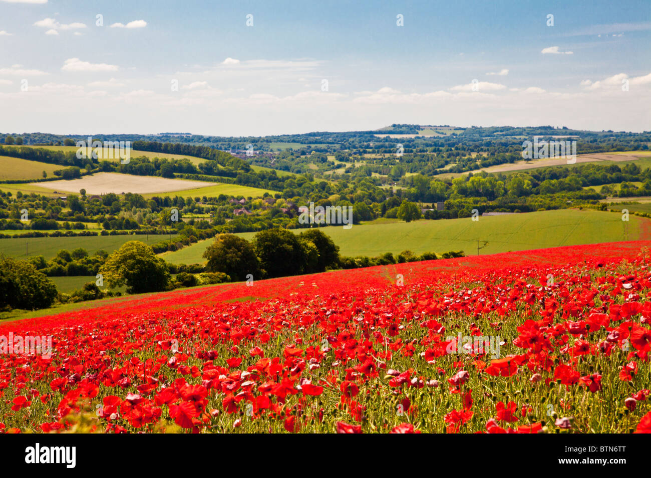 Poppy fields in sunshine on the Marlborough Downs, Wiltshire, England, UK Stock Photo