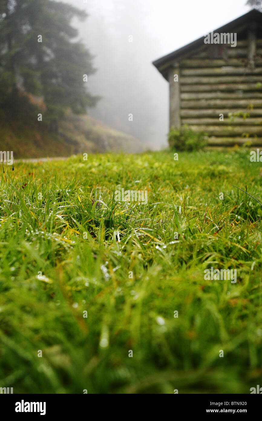 Lawn in front of a refuge in the foggy black forest Stock Photo - Alamy