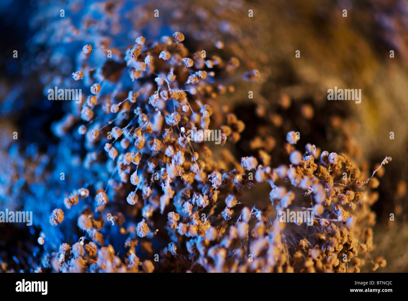 Extreme close up of mildew at bread over texture strengthening special lighting Stock Photo
