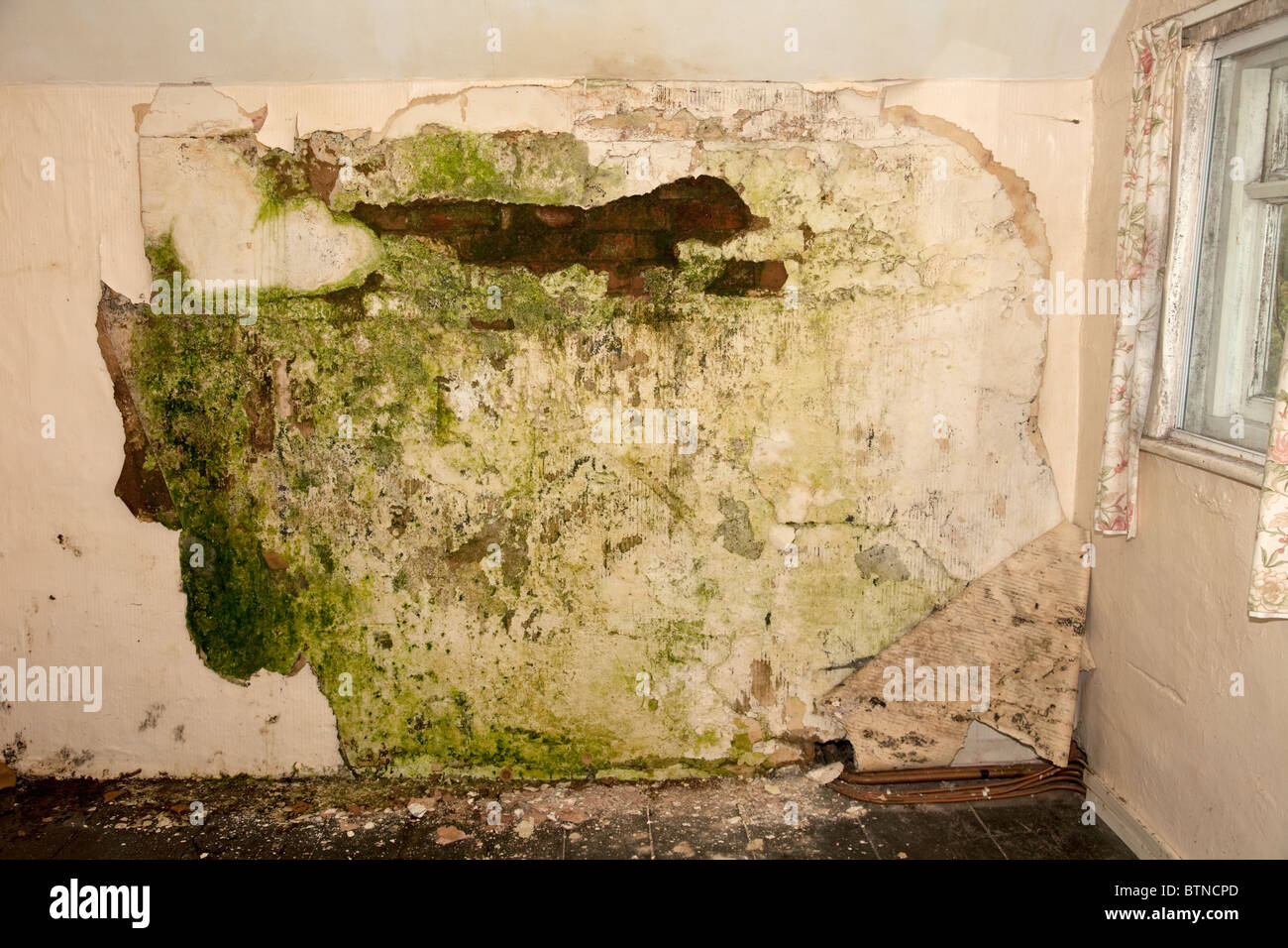 Plaster peeling from damp walls showing algal and fungal growth