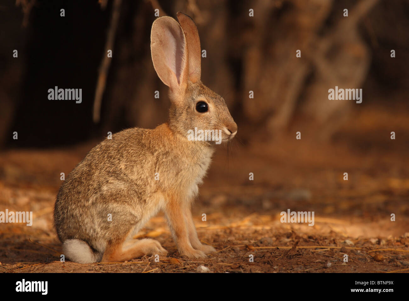 Desert Rabbit Large Ears A Desert Cottontail listening with its large ears Stock Photo - Alamy