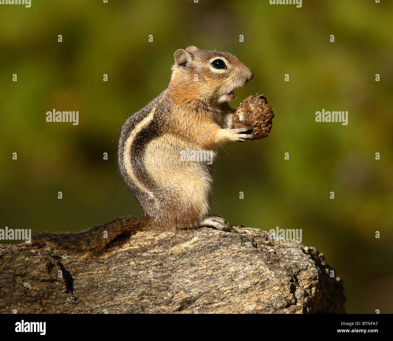 A Goldenmantled Ground Squirrel midbite Stock Photo Alamy