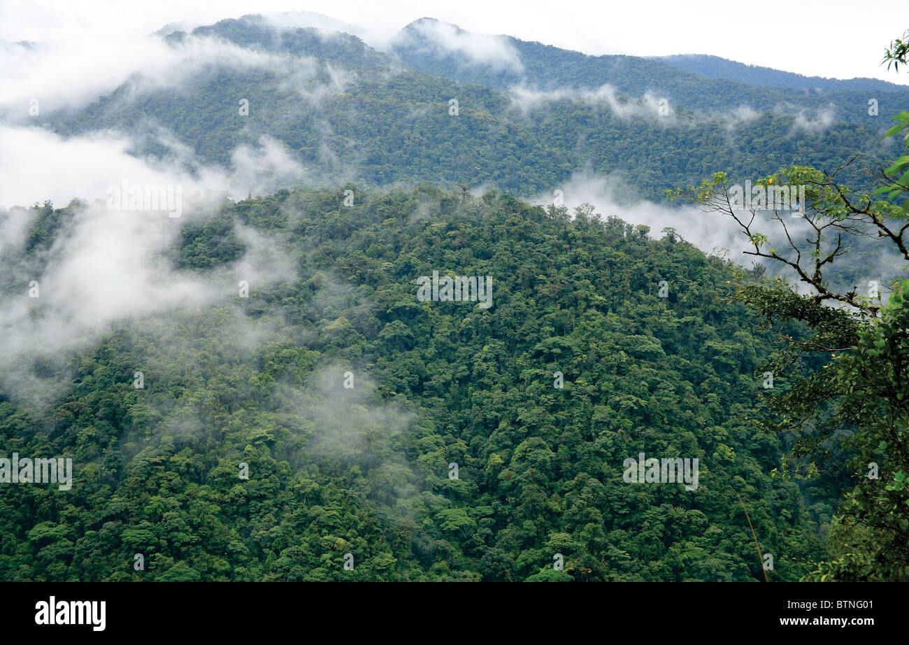 Rainforest, Braulio Carrillo National Park, Costa Rica Stock Photo - Alamy