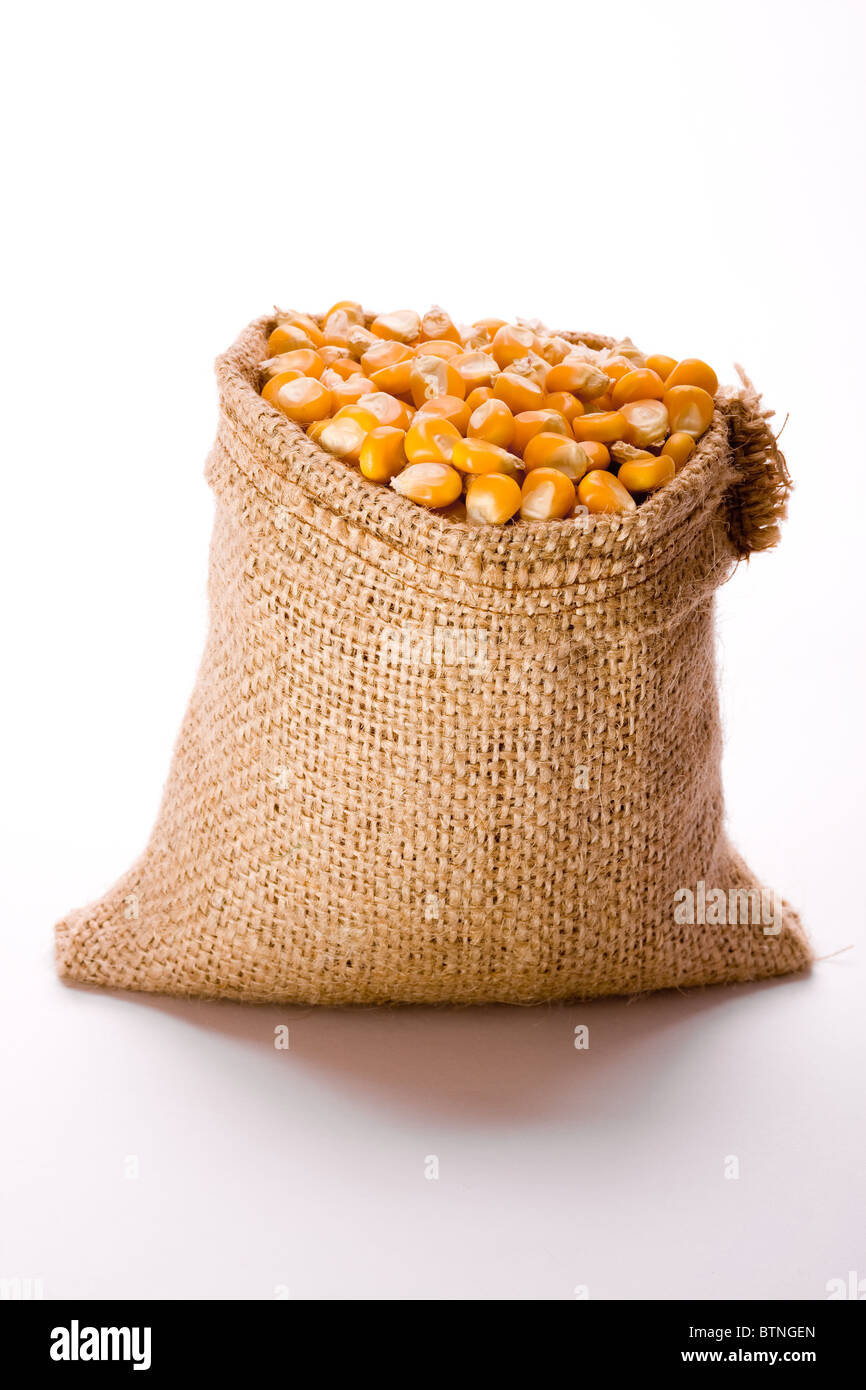 Corn in burlap sack against white background Stock Photo