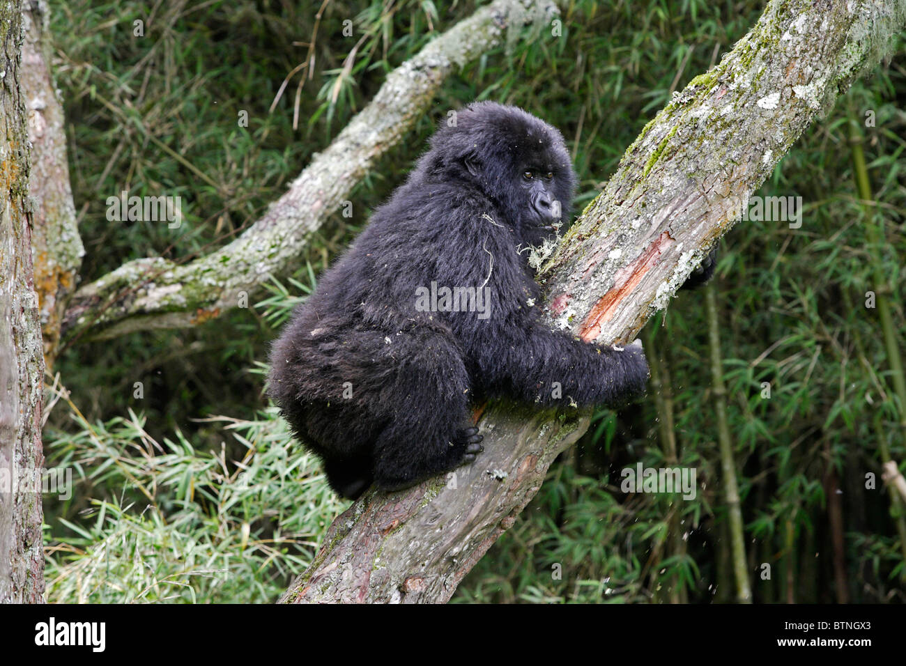 Young Mountain Gorilla climbing in a tree and eating lichen Stock Photo