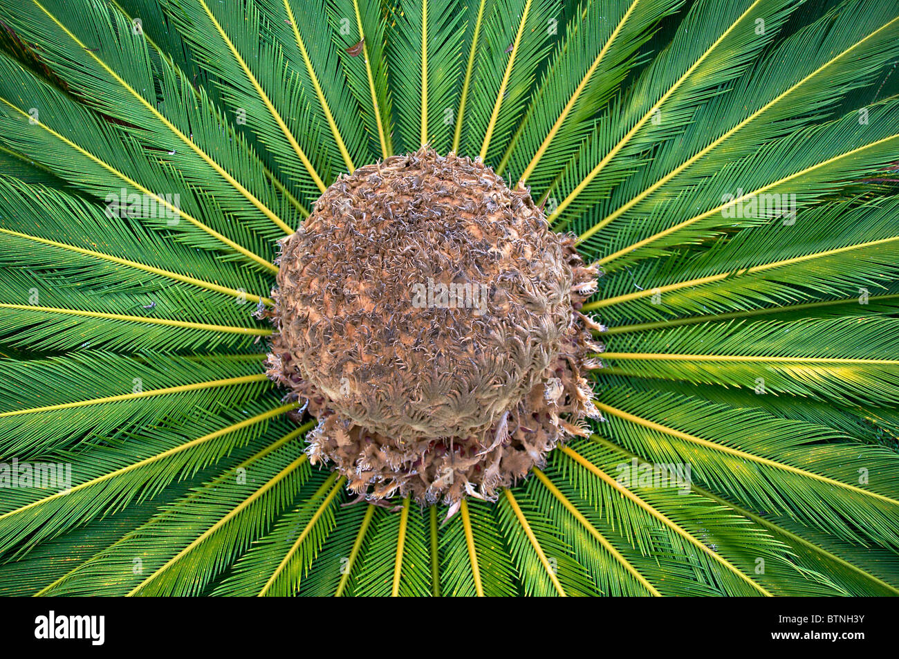 Sago Palm Cycas revoluta Botanical Gardens Funchal Madeira Portugal Stock Photo