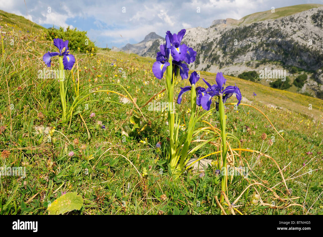 English Irises flowering in the Spanish Pyrenees. Stock Photo