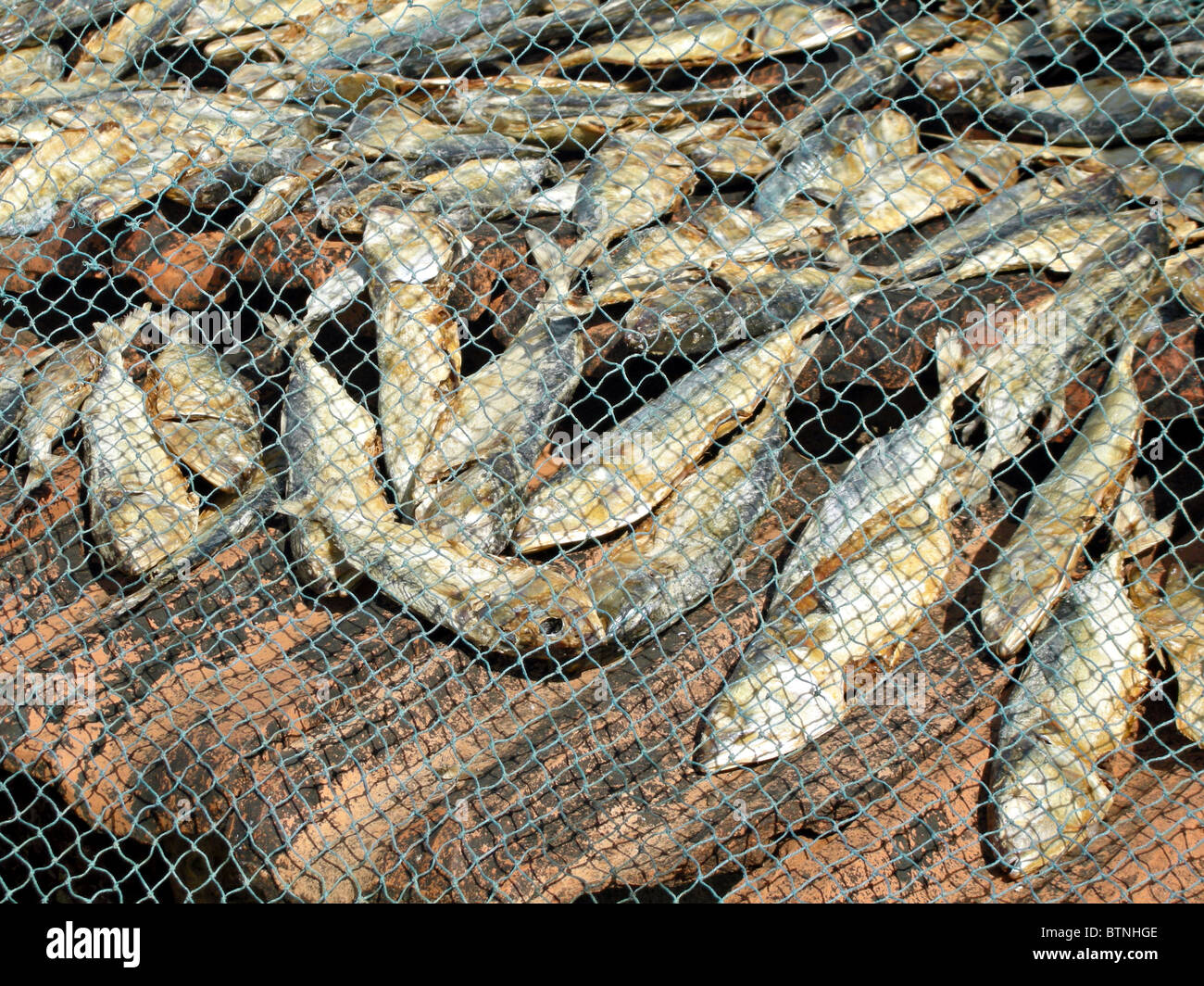 INDIA fish catch drying in the sun in a beach in Goa Stock Photo Alamy