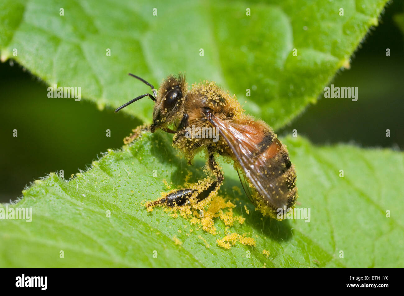 Honey bee cleaning off pollen collected from a courgette flower Stock Photo