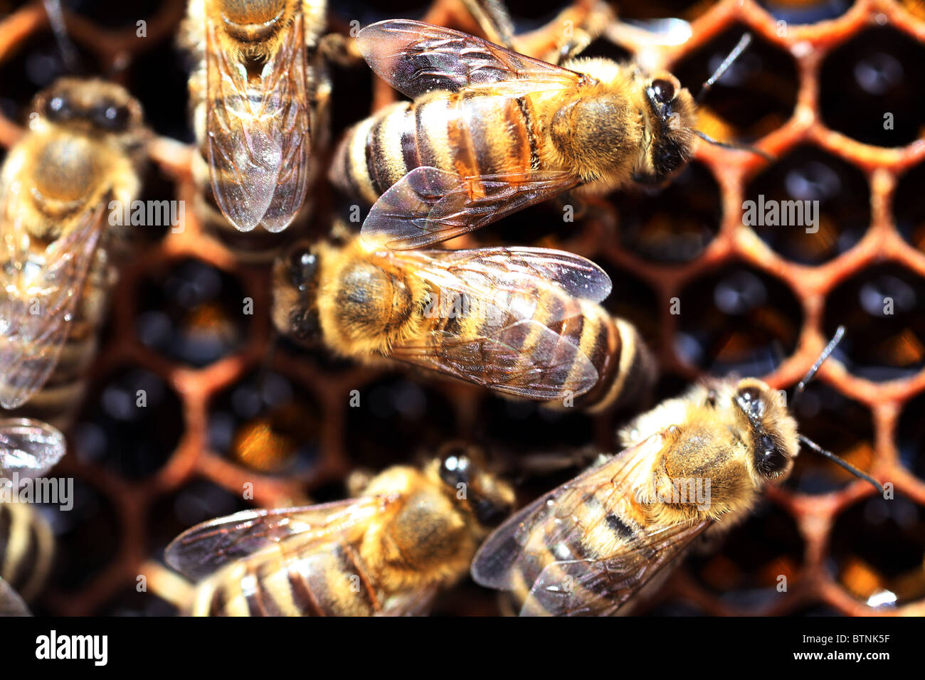 Western Honey Bees High Resolution Stock Photography and Images - Alamy