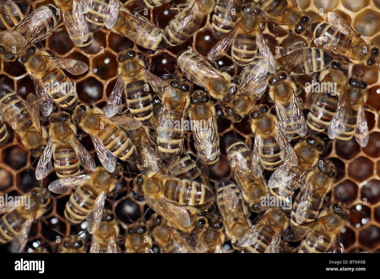Honey bees Stock Photo