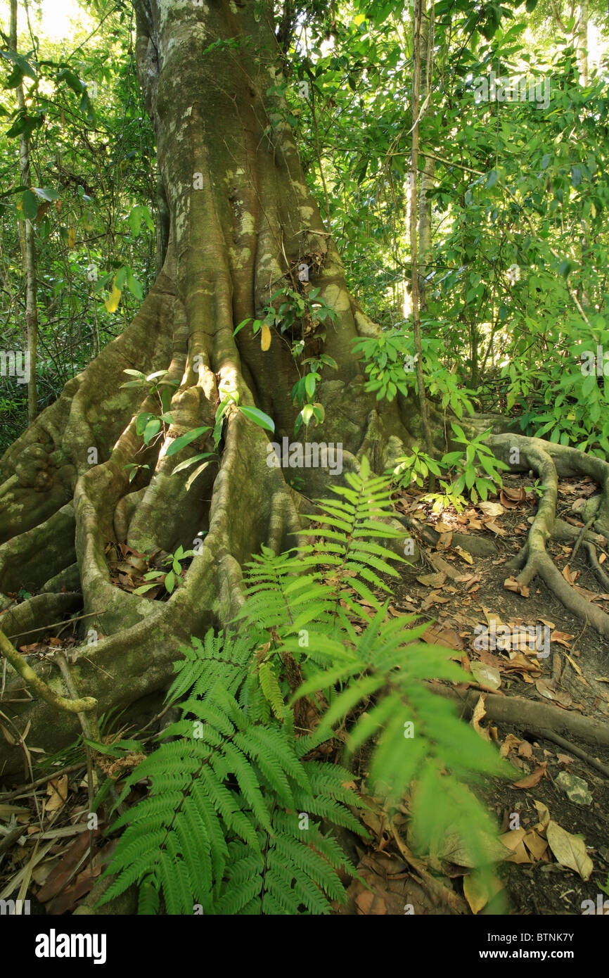 Rainforest, Manuel Antonio National Park, Costa Rica Stock Photo Alamy