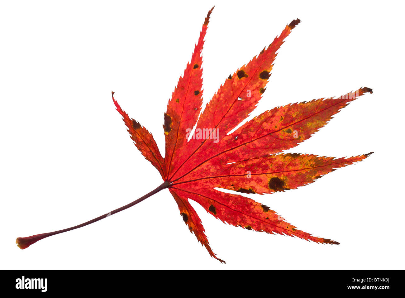 Red autumn leaf on white background Stock Photo
