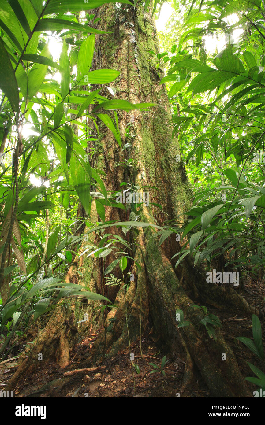 Lowland Rainforest , La Selva Biological Station, Costa Rica Stock