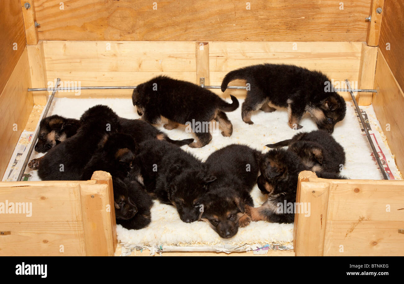German Shepherd Dog puppies at four weeks old in a whelping box Stock