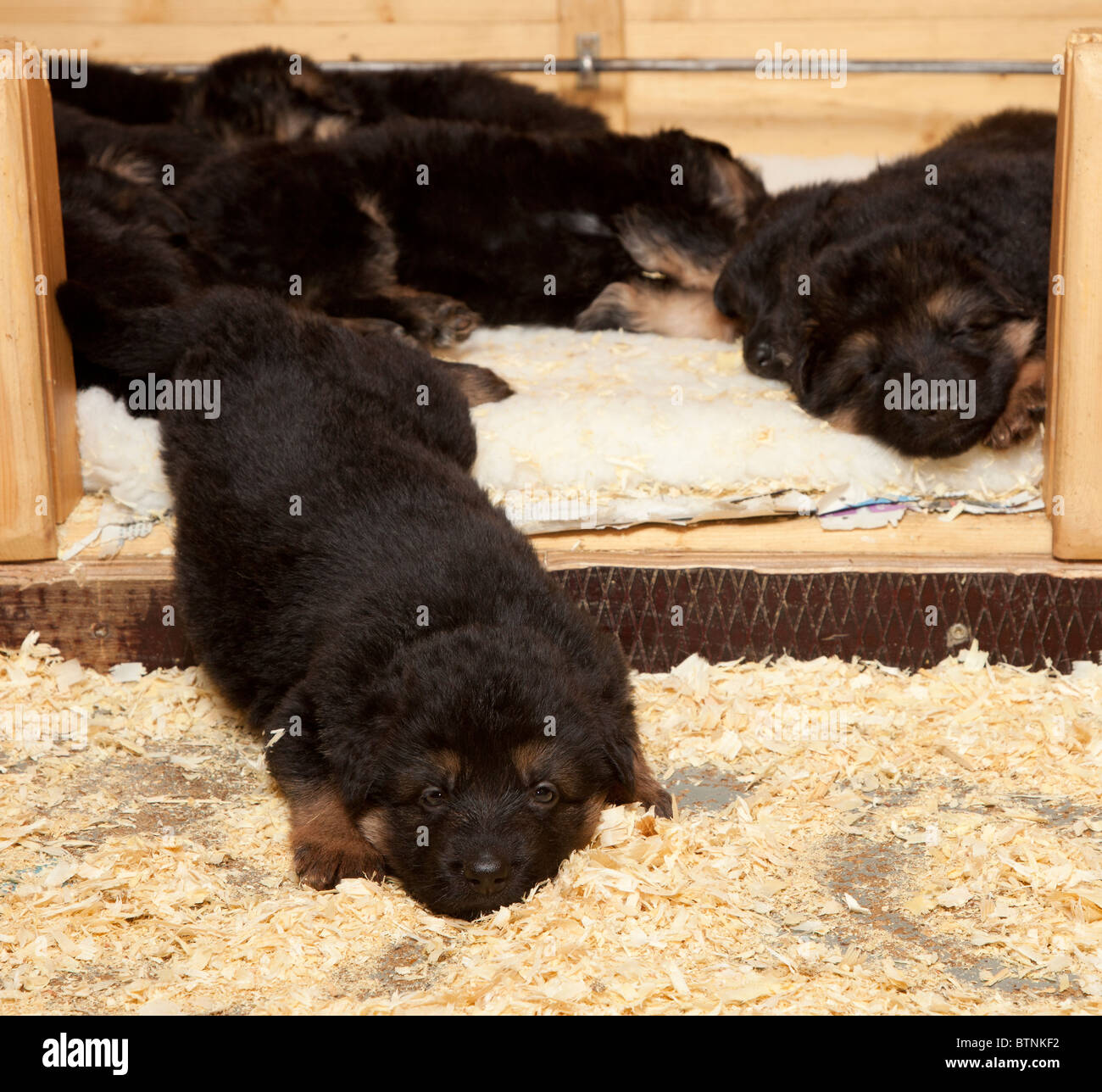 How Big Of A Whelping Box For A German Shepherd