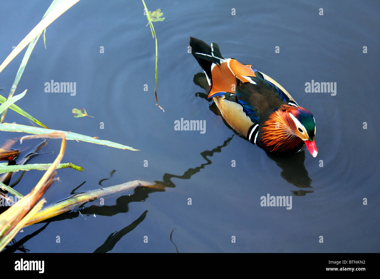 A Mandarin duck swimming in a pond Stock Photo - Alamy