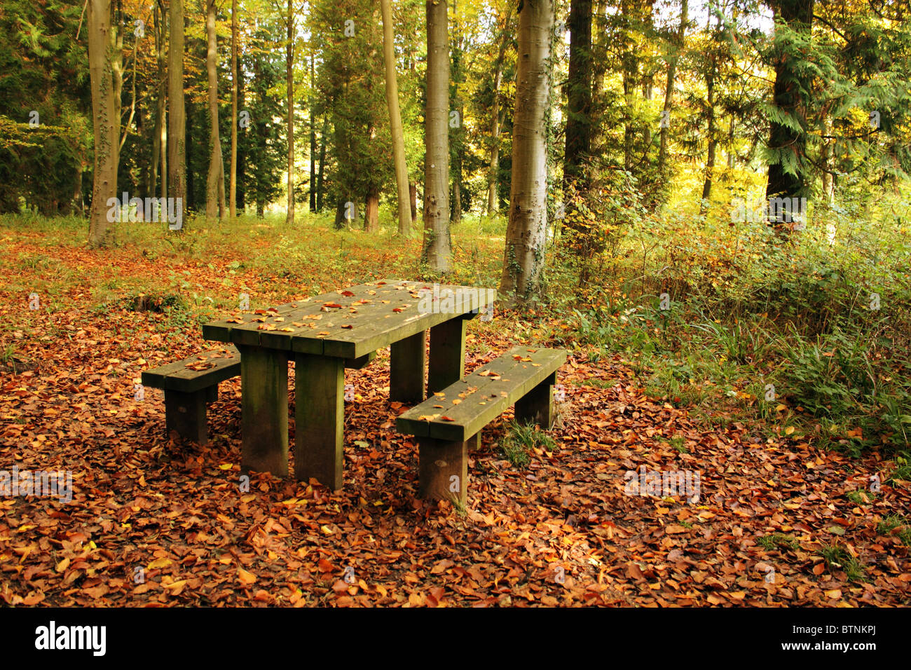 Picnic Table In Country Woodland Taken On An Autumn Day Stock Photo - Alamy