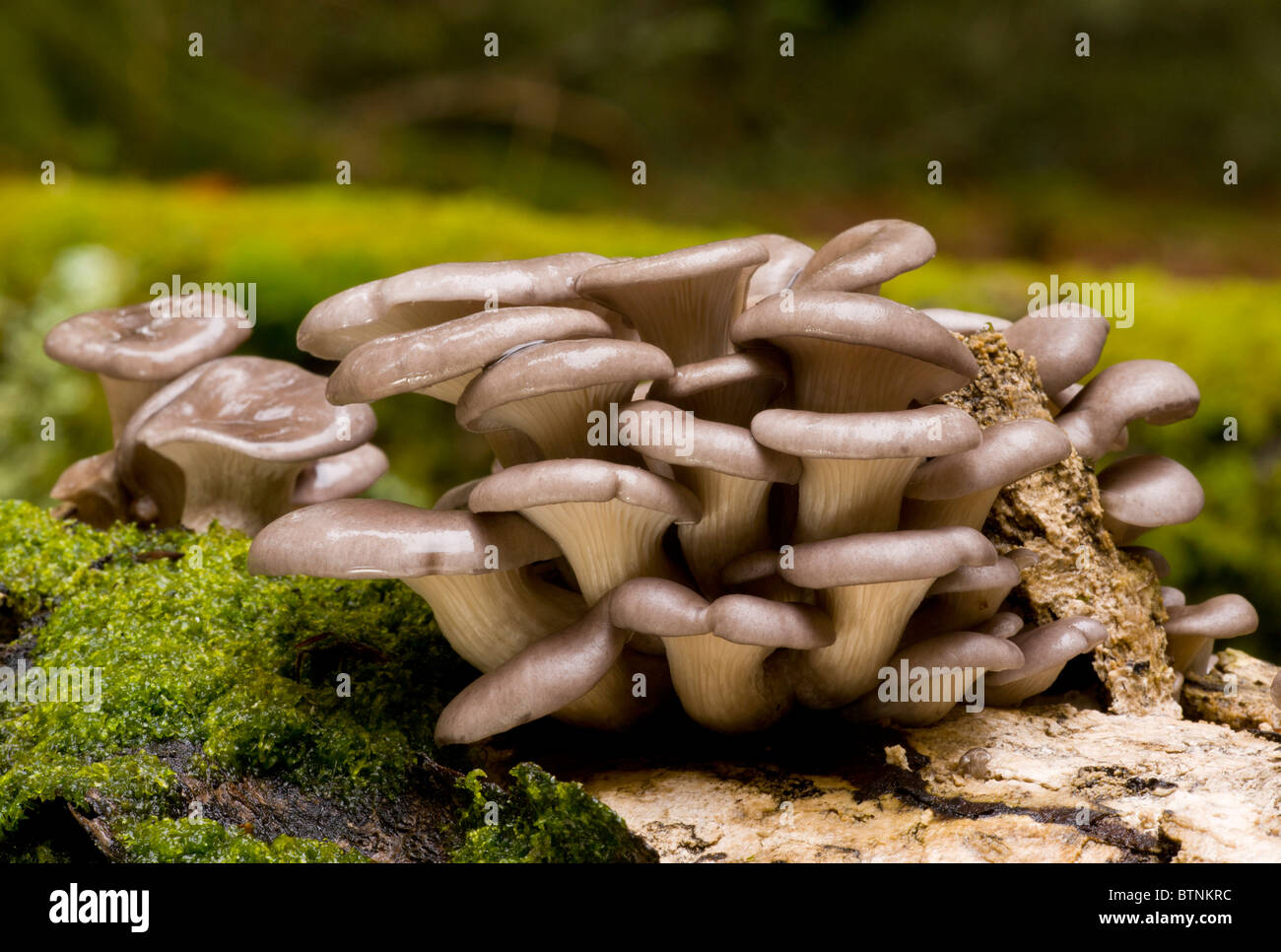 Oyster Mushrooms, Pleurotus ostreatus, on log; Autumn, New Forest Stock Photo Alamy