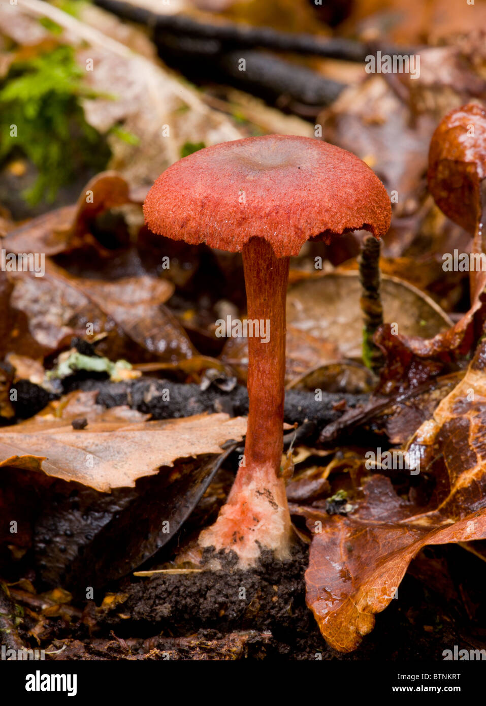 Red Banded Webcap Blood-red Webcap, Cortinarius sanguineus - uncommon species, Autumn ...
