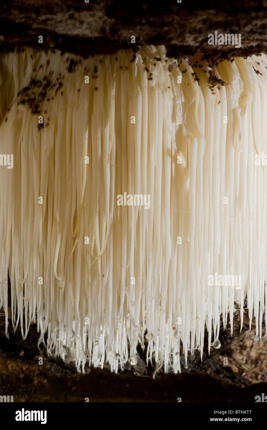 A curtain of Bearded Tooth Fungus, Hericium erinaceus, on old log, Autumn, New Forest. Stock Photo