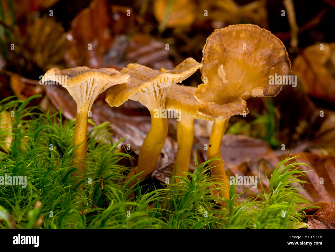 Brown Chanterelle, or Winter Chanterelle, Cantharellus infundibuliformis among mosses, beechwood in Autumn, New Forest. Stock Photo