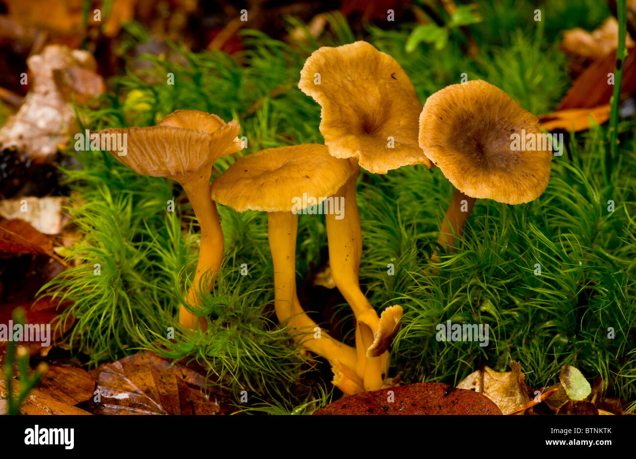 Do you like mushroom chanterelle Harvest for the winter can be different Do you like mushroom chanterelle Harvest for the winter can be different
