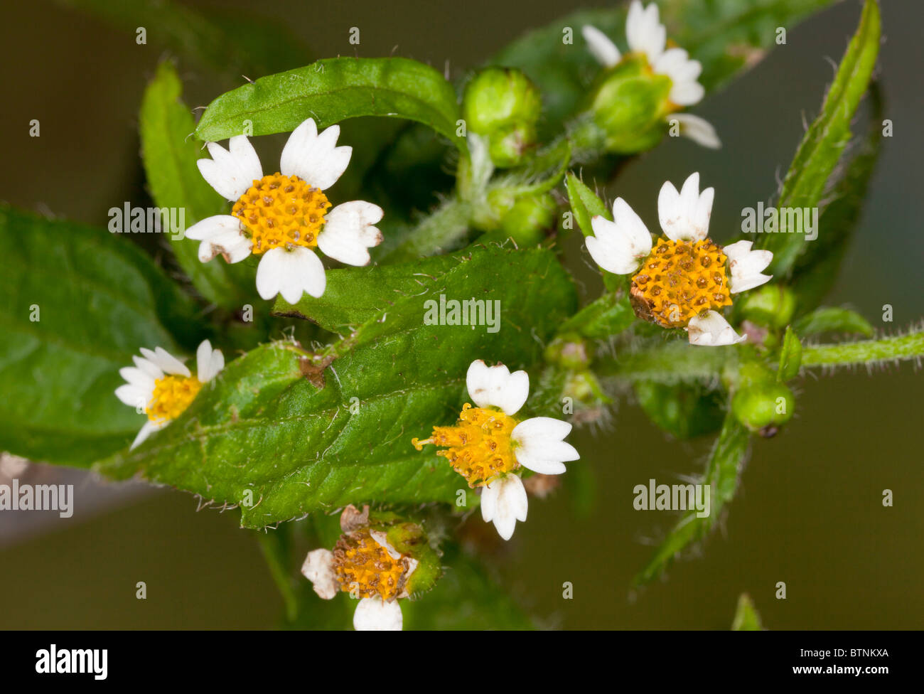 Gallant Soldier, Galinsoga parviflora; widespread introduced weed from South America. Stock Photo