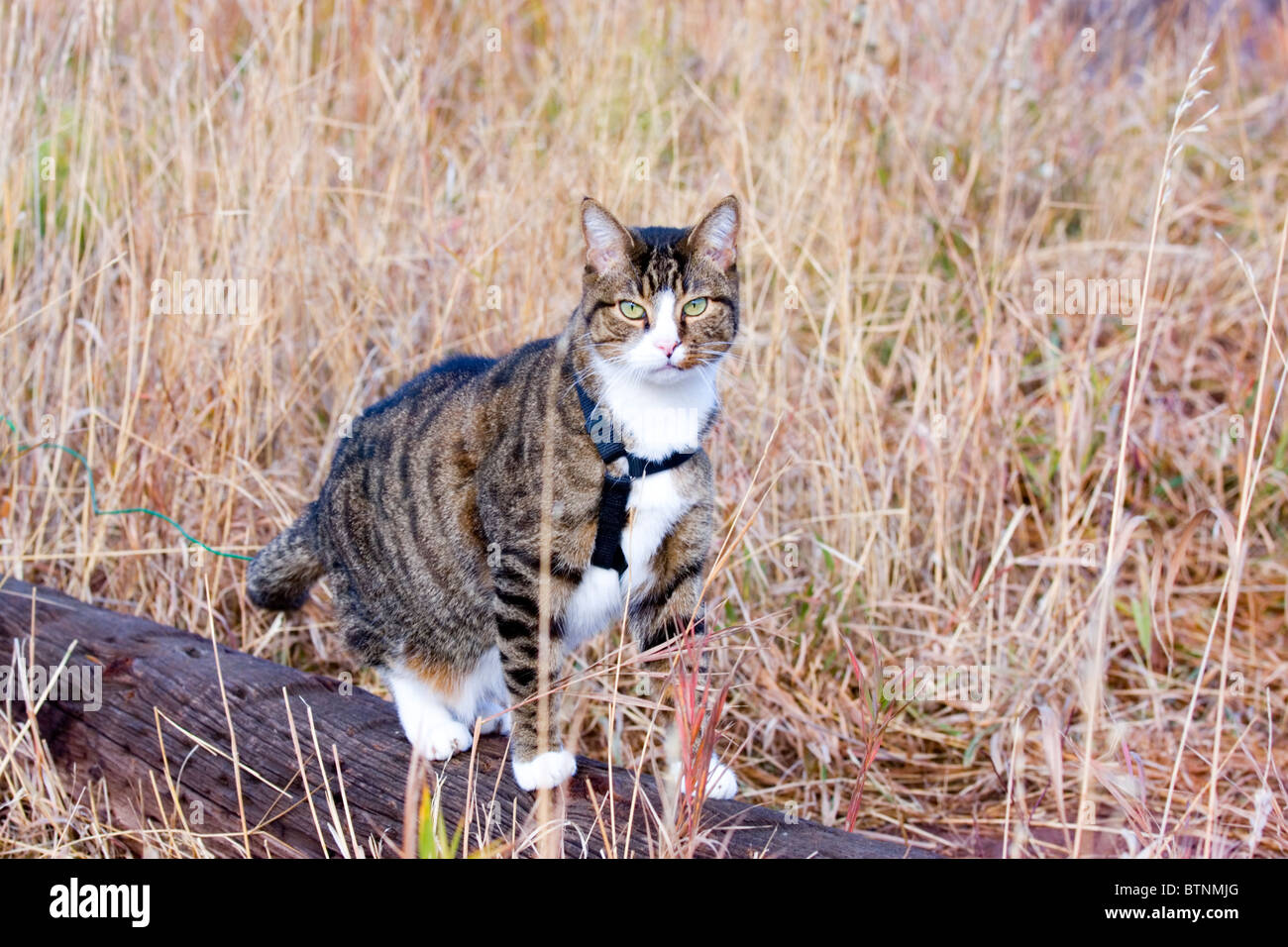 Cat in harness hi-res stock photography and images - Alamy