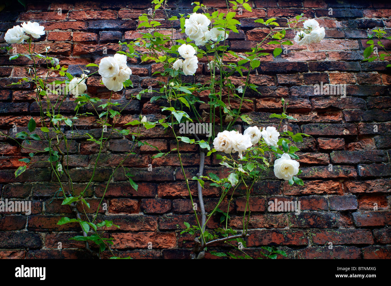 Roses growing against an old brick wall Stock Photo Alamy
