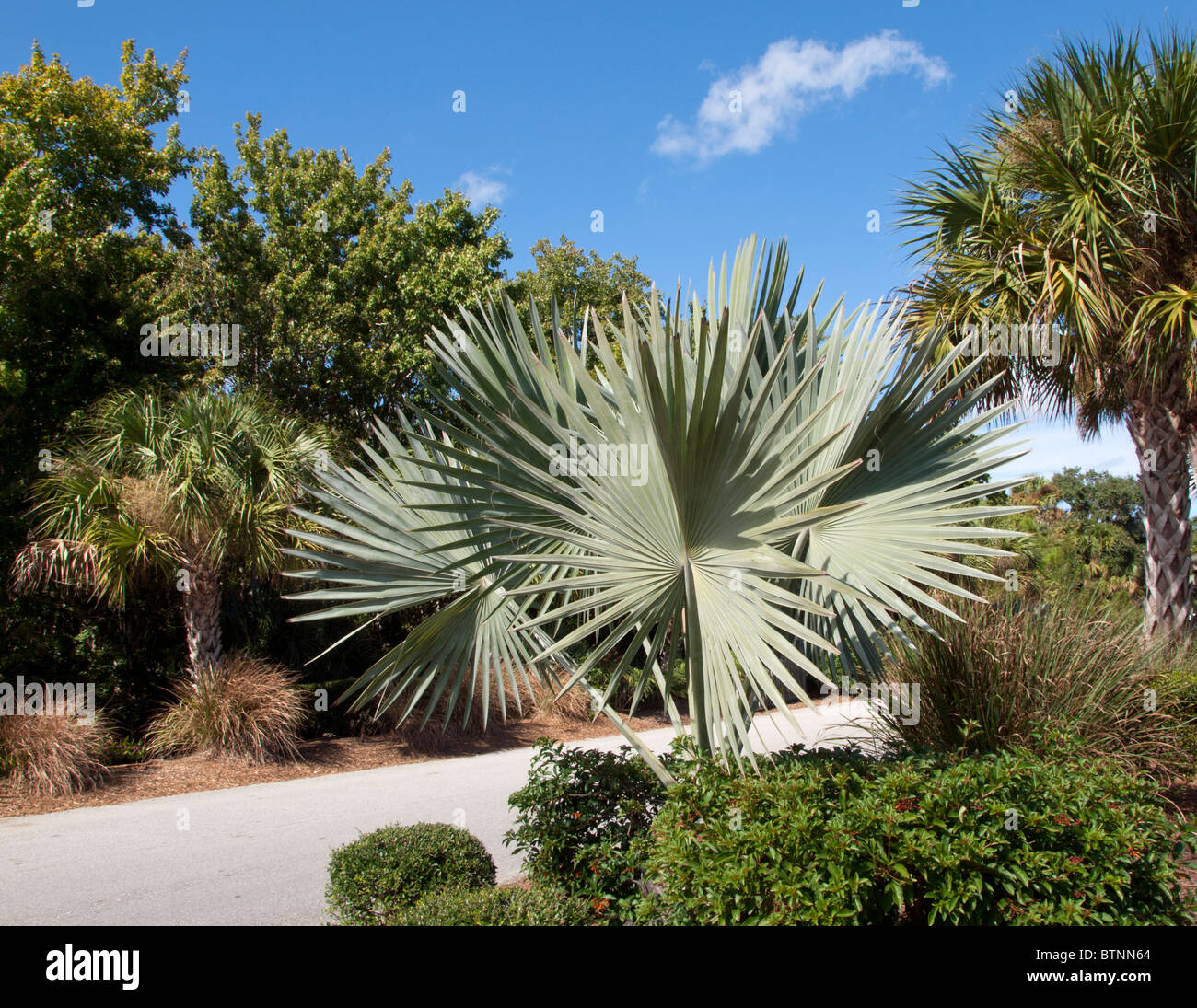 Blue or Siver Lantan Palm (Lantania loddigesii) from Mauritius Island at the Brevard County Zoo in Melbourne Florida USA Stock Photo