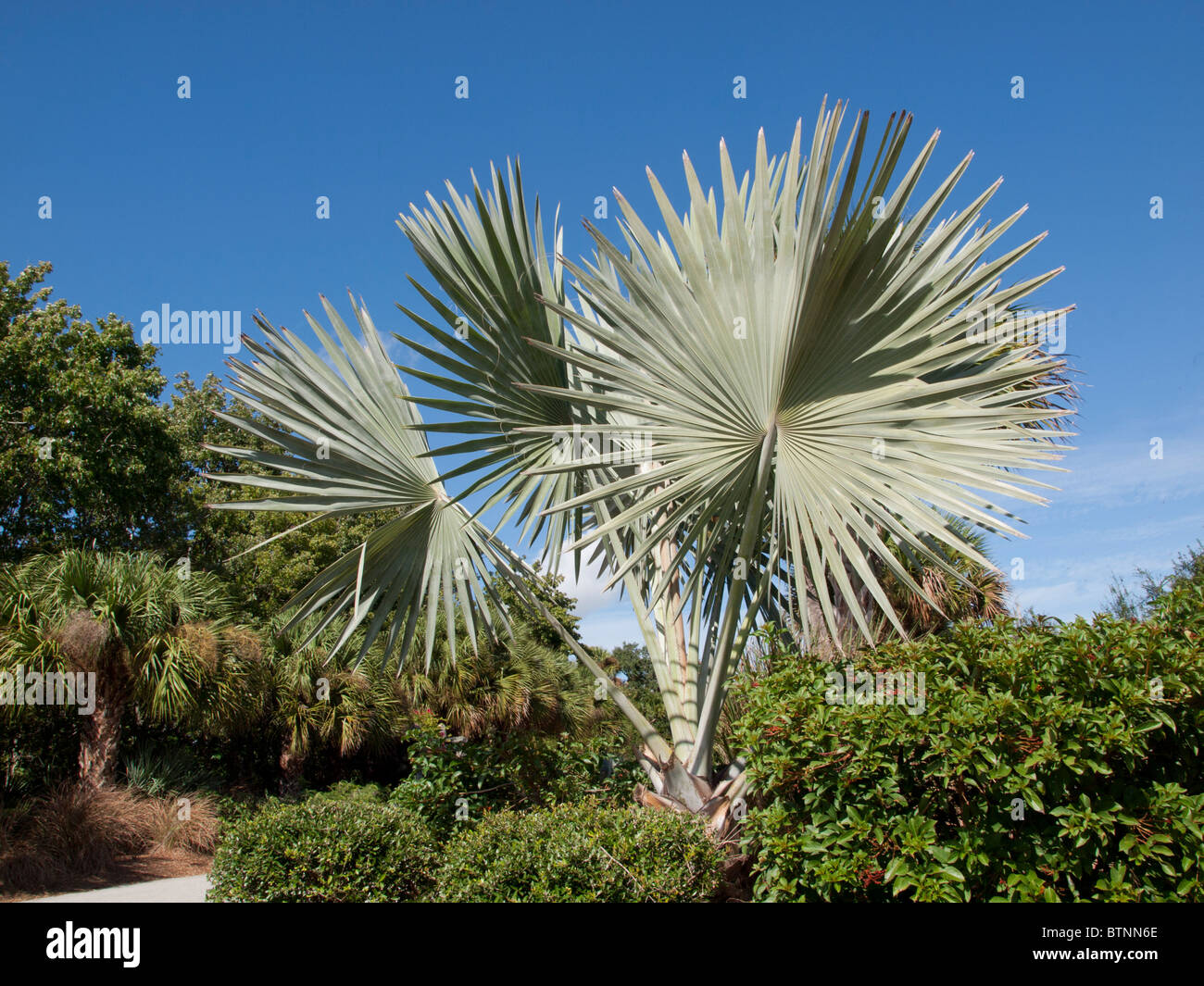 Blue or Siver Lantan Palm (Lantania loddigesii) from Mauritius Island at the Brevard County Zoo in Melbourne Florida USA Stock Photo
