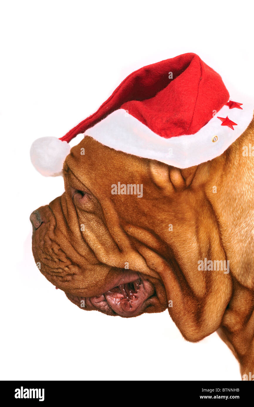 Boxer Dog Puppy Santa Hat High Resolution Stock Photography and Images ...