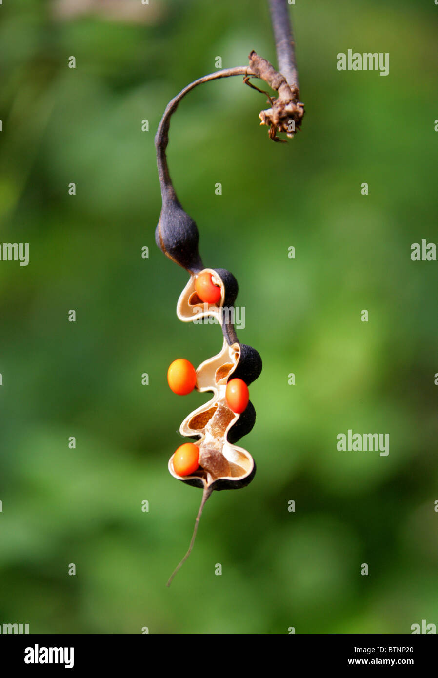 Coral Bean Tree with Black Pods and Orange Seeds, Erythrina lysistemon, Fabaceae, South Africa. Stock Photo